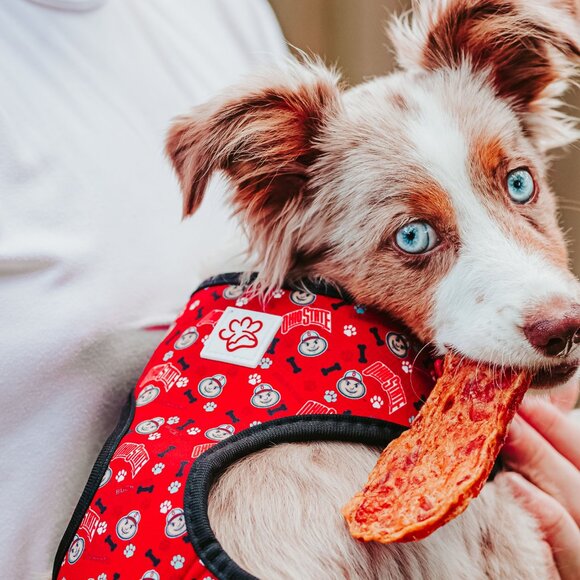Ohio State Brutus Buckeye Pet Harness - Picture 14 of 16